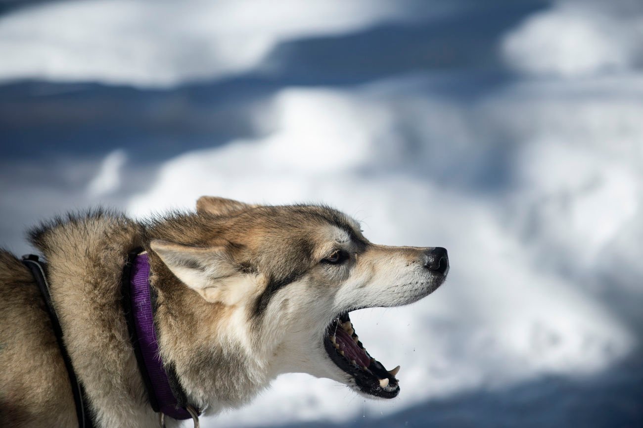 Nearly 100 mushers race for fun, speed at Tug Hill Challenge